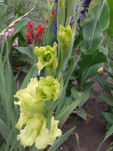 2013-07-01 15.46.32 - Gladiole de vanzare OFERTA 2015