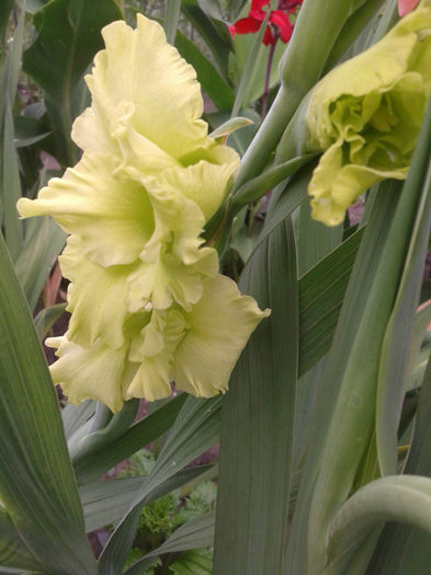 2013-07-01 15.46.25 - Gladiole de vanzare OFERTA 2015