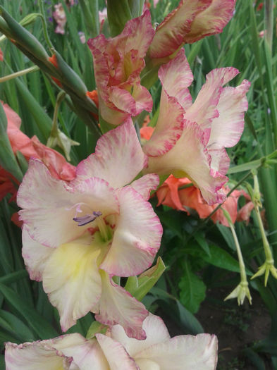 2013-07-01 15.45.06 - Gladiole de vanzare OFERTA 2015