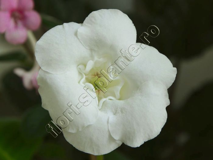 Gloxinia Lemon Ice - GLOXINIA _ SINNINGIA