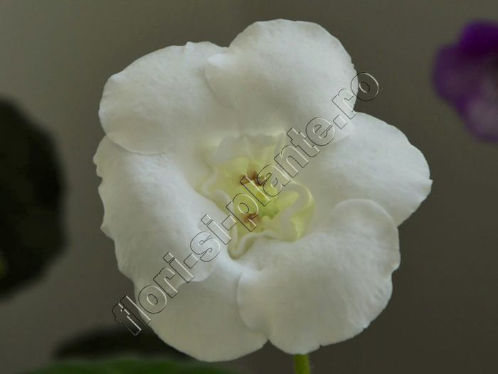 Gloxinia Lemon Ice - GLOXINIA _ SINNINGIA