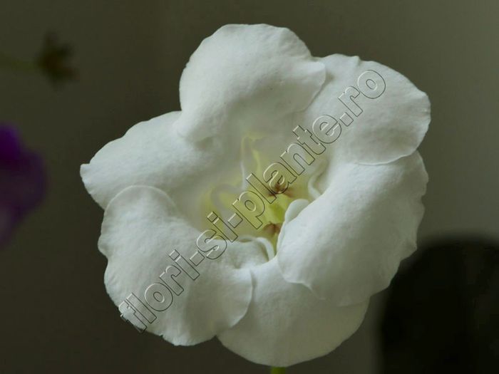 Gloxinia Lemon Ice - GLOXINIA _ SINNINGIA