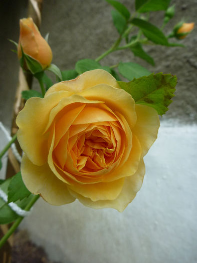 Graham Thomas - Trandafiri 2013 - I