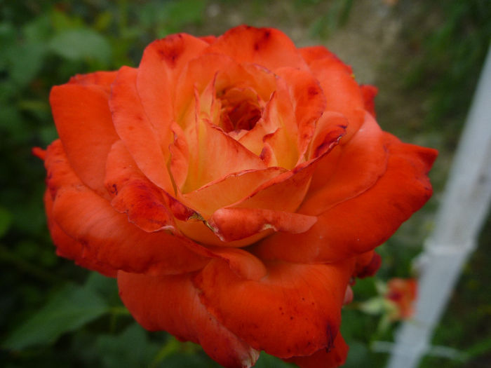 Kaiserin Farah - Trandafiri 2013 - I