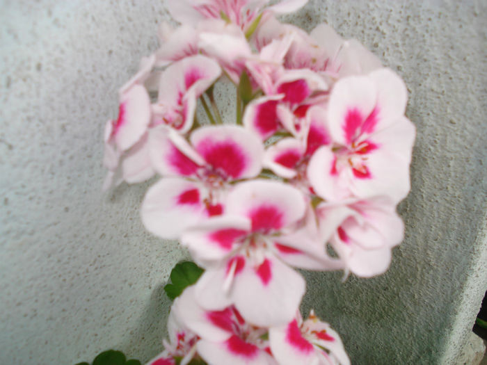 DSC03373 - Flowers Musxate Rozz pinKK Z1