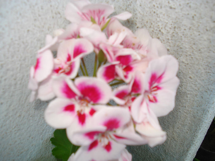 DSC03360 - Flowers Musxate Rozz pinKK Z1