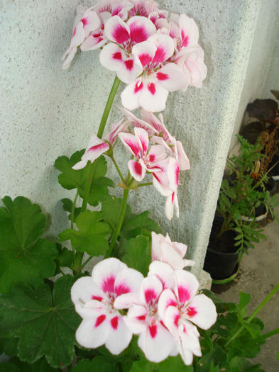 DSC03363 - Flowers Musxate Rozz pinKK Z1
