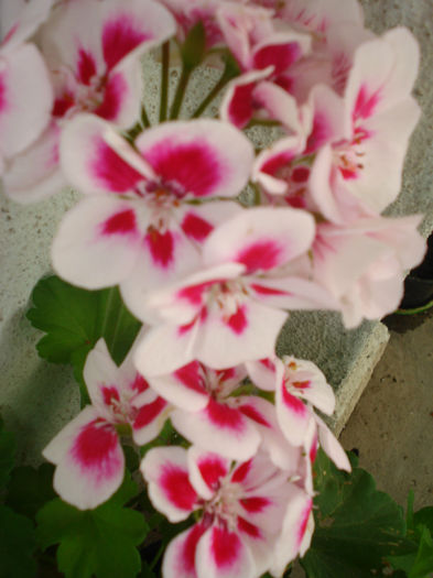 DSC03367 - Flowers Musxate Rozz pinKK Z1