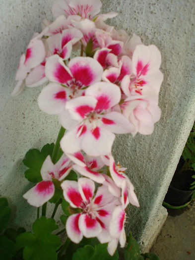 DSC03368 - Flowers Musxate Rozz pinKK Z1