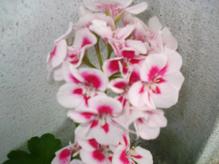 DSC03370 - Flowers Musxate Rozz pinKK Z1