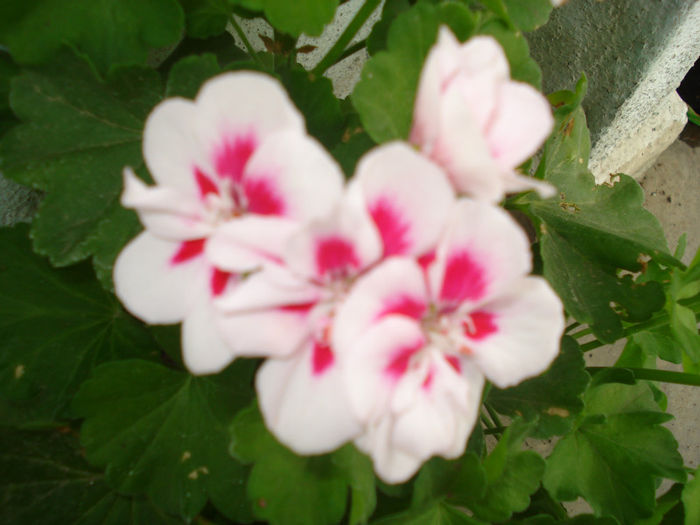 DSC03371 - Flowers Musxate Rozz pinKK Z1