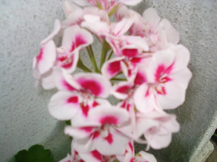 DSC03372 - Flowers Musxate Rozz pinKK Z2