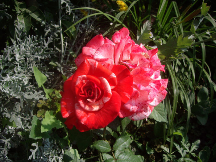 IMGP5068 - trandafiri si peisaje 2013-3