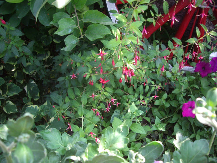 Magellanica Gracilis-fucsia de gradina