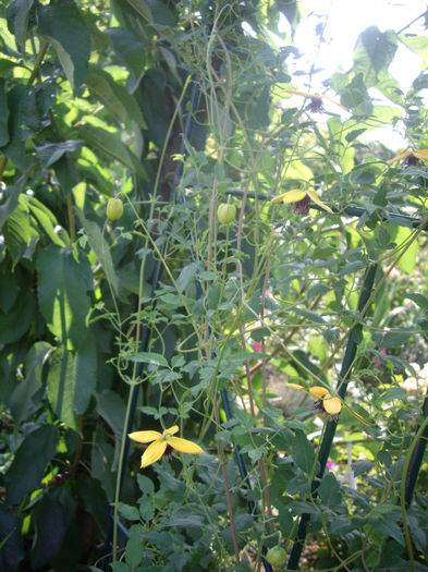 IMGP5082 - trandafiri si peisaje 2013-3