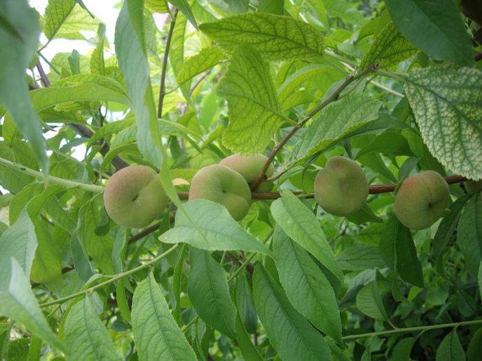 Filip-piersica plata