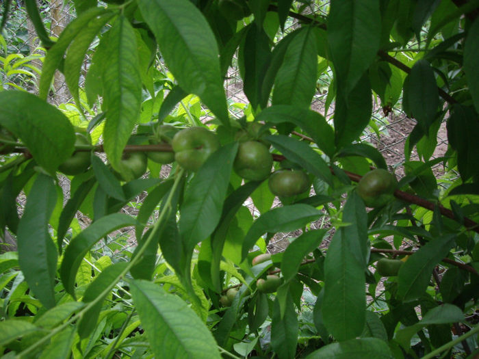 Liana-nectarina plata