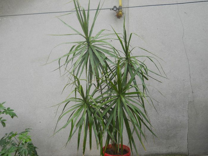 DSCN4146 - dracena