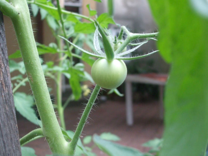 DSCF2005 - vara 2013