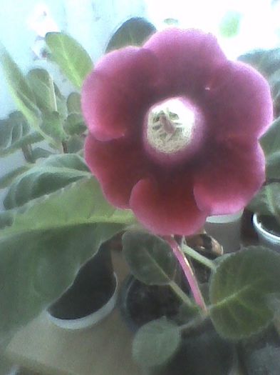 Imag0427 - gloxinia 2013