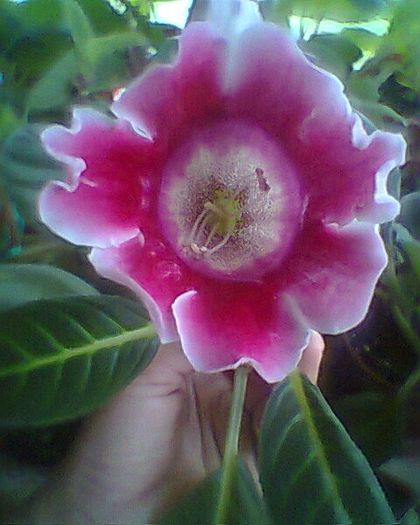 multumesc d-na Mery.