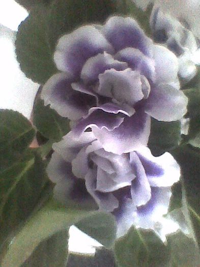 mov cu tiv alb batut 2. - gloxinia 2013