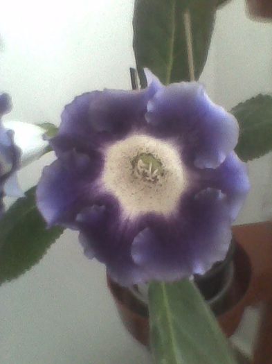 Imag0479 - gloxinia 2013