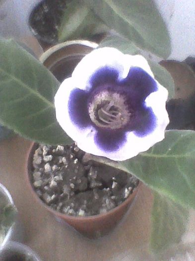 kaiser wlhiem 1 - gloxinia 2013