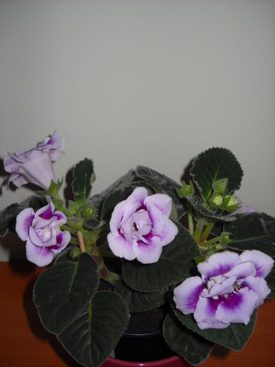 30.06.013 - 1GLOXINIA- 2013