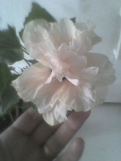 pierdut - hibiscusi 2013