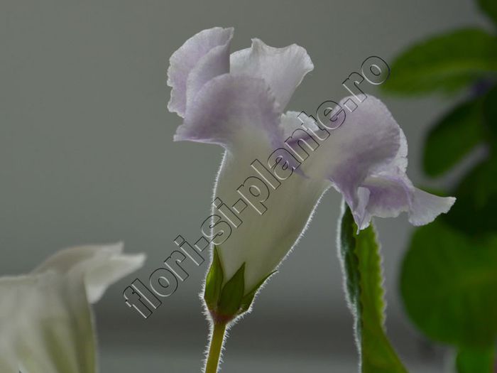 Gloxinia Sweet cream - GLOXINIA _ SINNINGIA