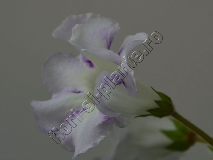 Gloxinia Sweet cream - GLOXINIA _ SINNINGIA