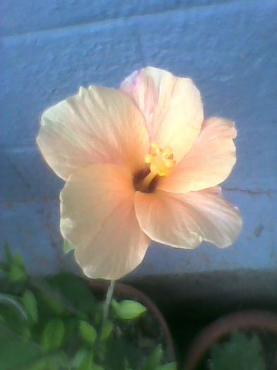 pierdut - hibiscusi 2013