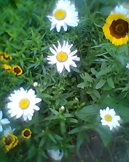 Fotogr.0039 - flori de gradina 2013