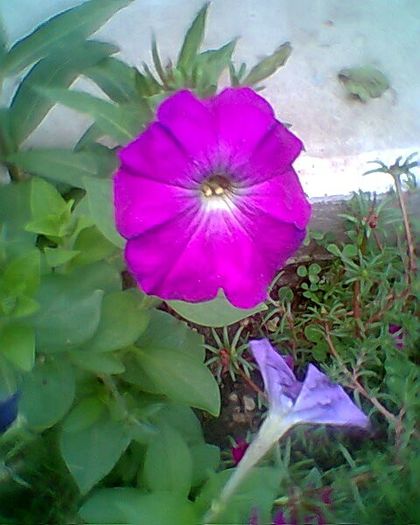 Fotogr.0041 - flori de gradina 2013