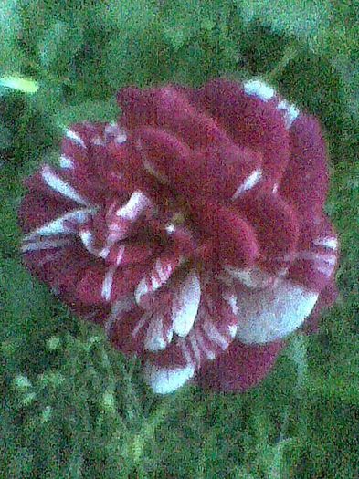 Imag0372 - flori de gradina 2013