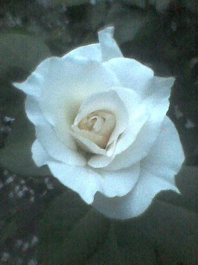 Imag0378 - flori de gradina 2013