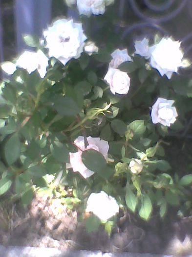 Imag0390 - flori de gradina 2013