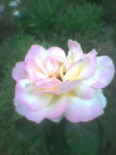 Imag0394 - flori de gradina 2013