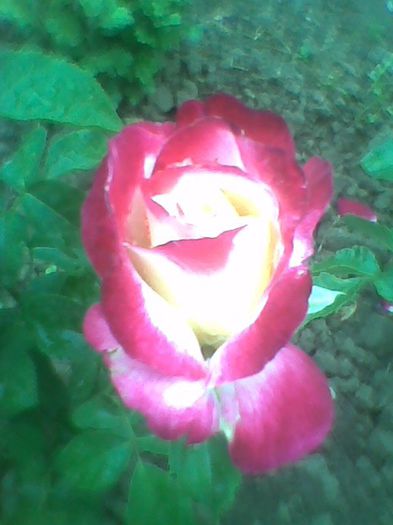 Imag0397 - flori de gradina 2013