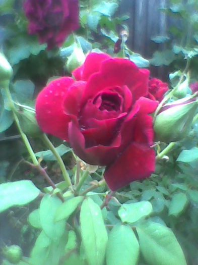 Imag0398 - flori de gradina 2013