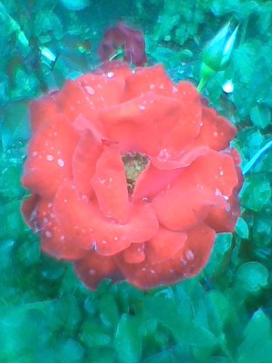 Imag0400 - flori de gradina 2013