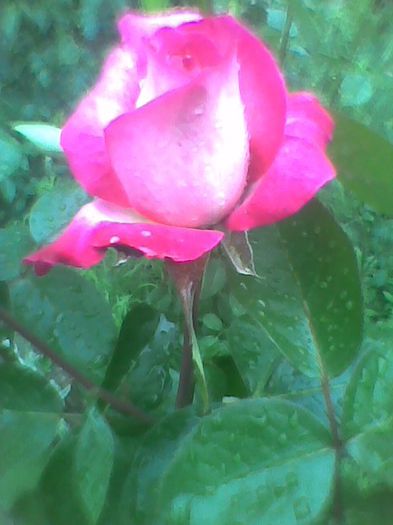 Imag0403 - flori de gradina 2013