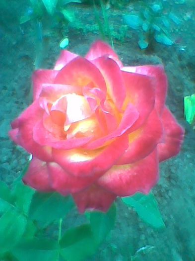 Imag0407 - flori de gradina 2013