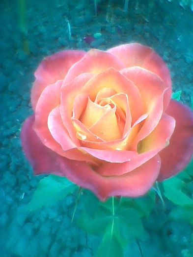 Imag0408 - flori de gradina 2013