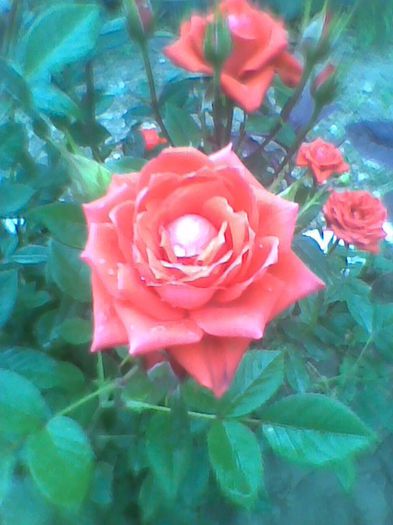 Imag0411 - flori de gradina 2013