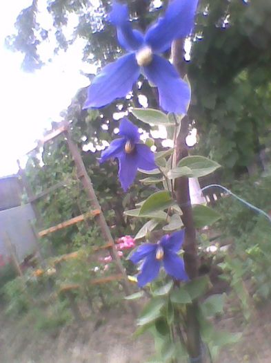 clematita albastra jakmani - flori de gradina 2013
