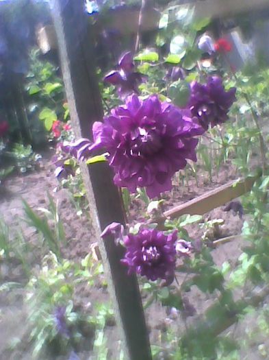 Imag0423 - flori de gradina 2013
