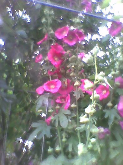 Imag0488 - flori de gradina 2013
