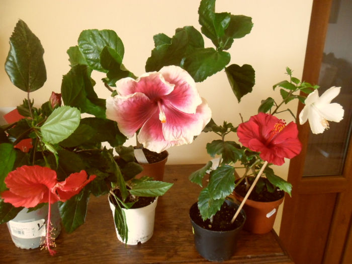 hibiscus grup